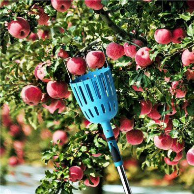 Apple fruit picker pole with basket