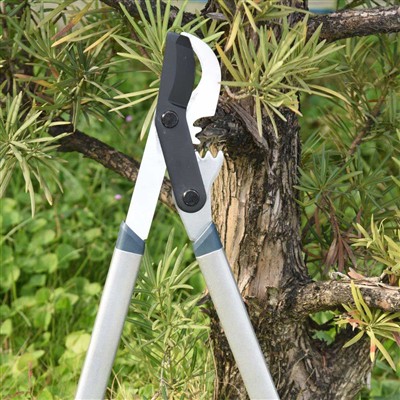 Najlepším nástrojom na prerezávanie konárov sú obtokové nožnice