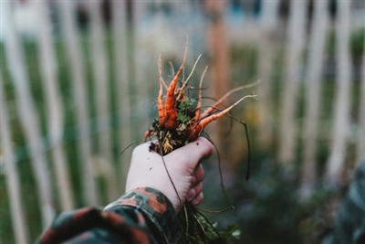Zvládnutie umenia odstraňovania buriny: Sprievodca používaním nástroja na ods...
